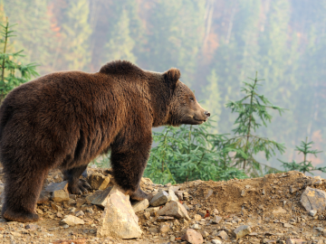 Quali sono e quanti sono i grandi carnivori in Lombardia?