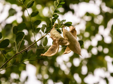 Settimana del Pianeta Terra