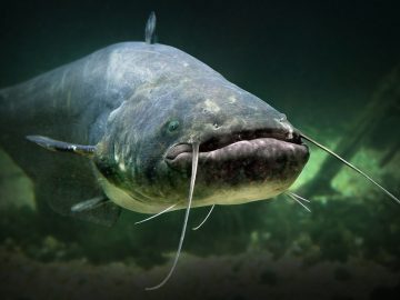 Il pesce siluro è davvero una minaccia?