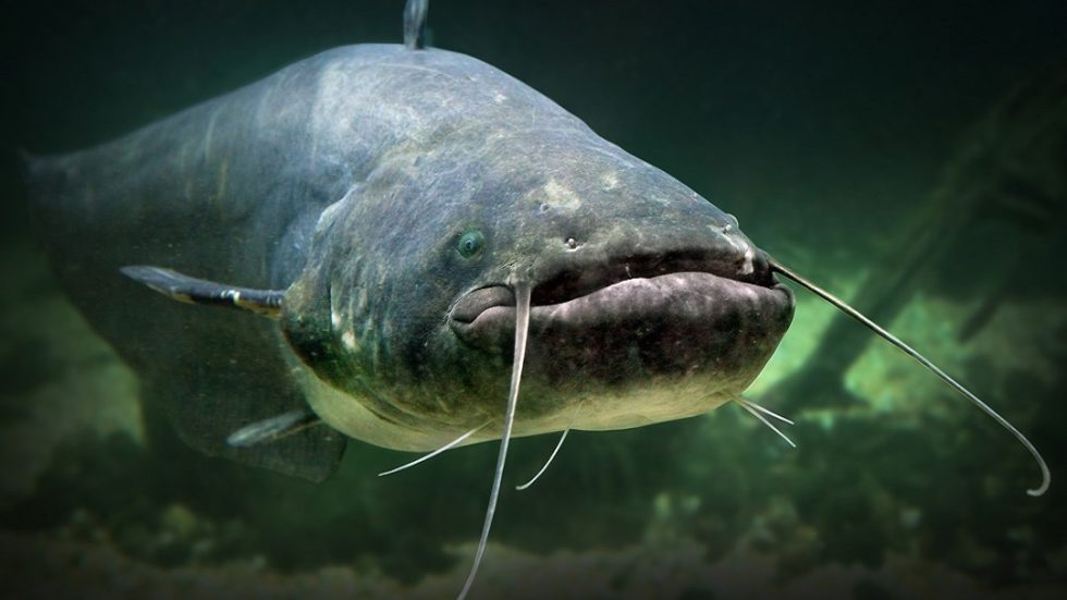 Pesce-siluro-ridotta